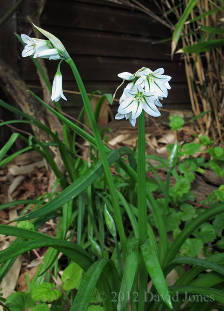 Three-cornered Leeks start flowering, 8 May 2012