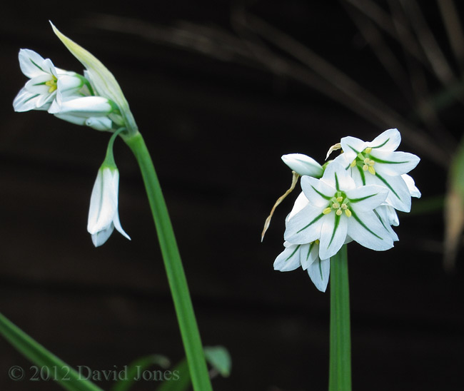 Three-cornered Leeks start flowering (2), 8 May 2012