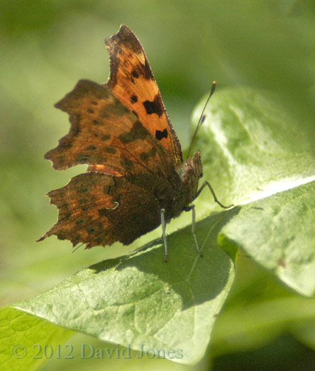 A Comma butterfly on Dandelion leaf -2, 12 May 2012