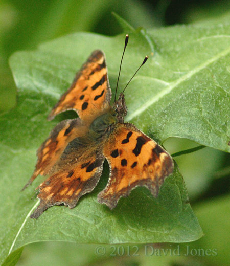A Comma butterfly on Dandelion leaf -1, 12 May 2012