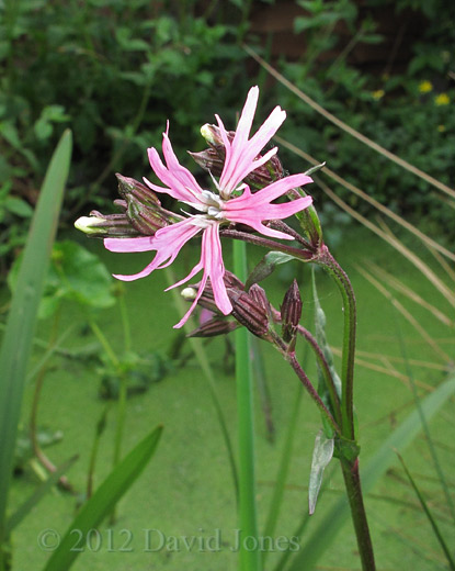 First Ragged Robin is flowering, 12 May 2012