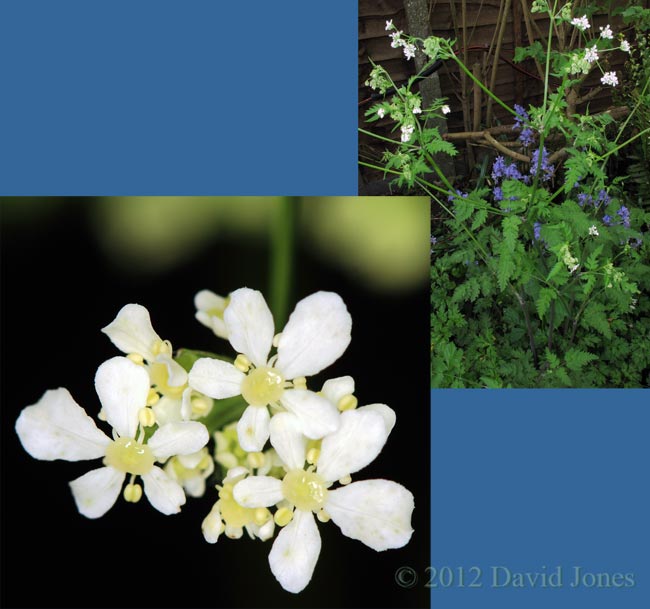 hedge Parsley comes into flower, 14 May 2012