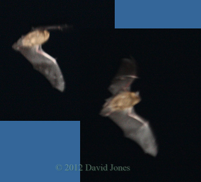 Pipistrelle Bat (?) over neighbour's garden, 16 May 2012