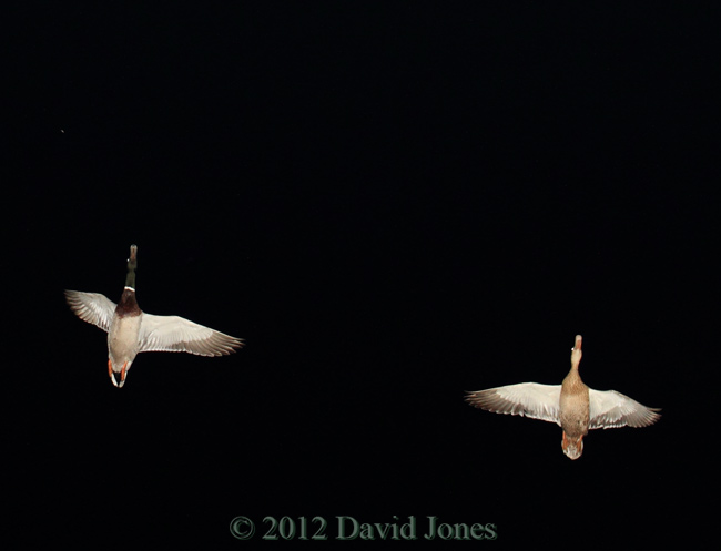 Mallards over us at 9.30pm, 17 May 2012