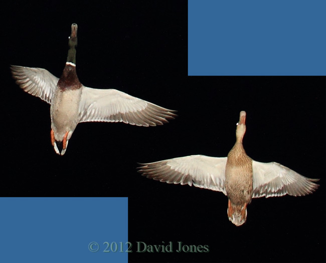 Mallards over us at 9.30pm - 2, 17 May 2012