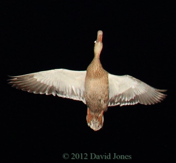 Mallard female over us at 9.30pm, 17 May 2012