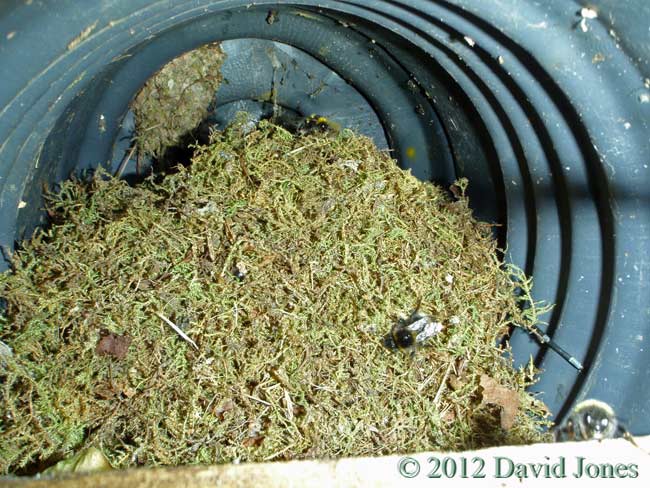 Bumblebee nest in old nest box, 18 May 2012