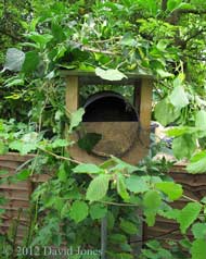 Bumblebee nest in cradle, 18 May 2012