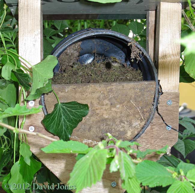 White-tailed Bumblebee enters nest, 18 May 2012