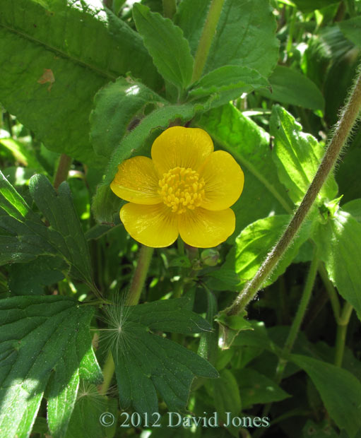 First Buttercup of the year, 21 May 2012