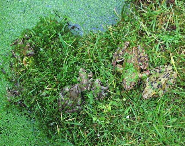 Frogs bask on a hot day, 22 May 2012