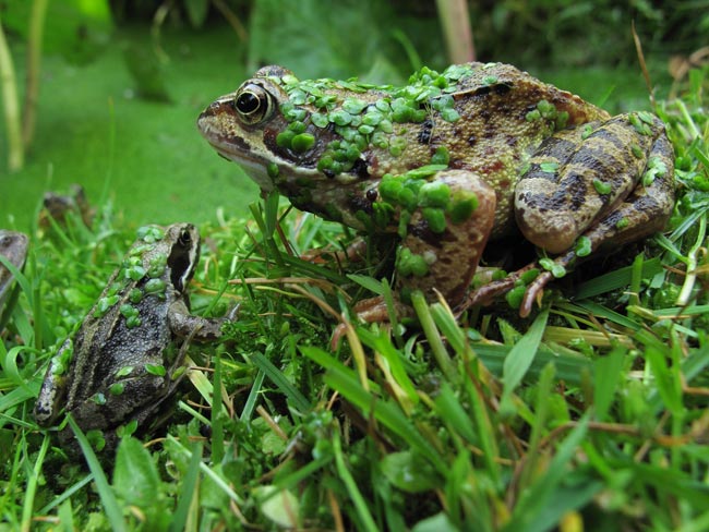 Frogs bask on a hot day - close-up, 22 May 2012