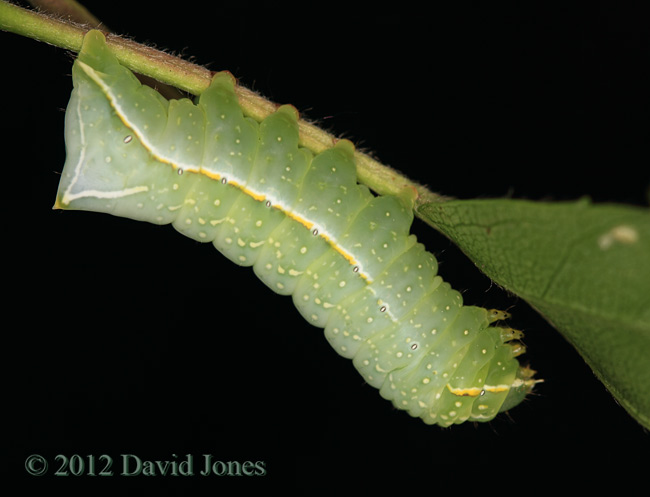 Caterpillar of Copper Underwing moth, 27 May 2012