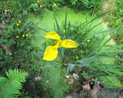 First Iris flower over the big pond, 27 May 2012