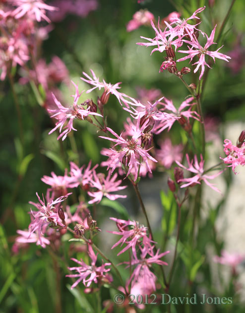 Ragged Robin in full bloom, 27 May 2012