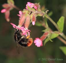 Red-tailed Bumblebee at Red Campion, 30 May 2012