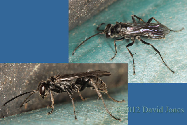 Digger wasp(?), 30 May 2012