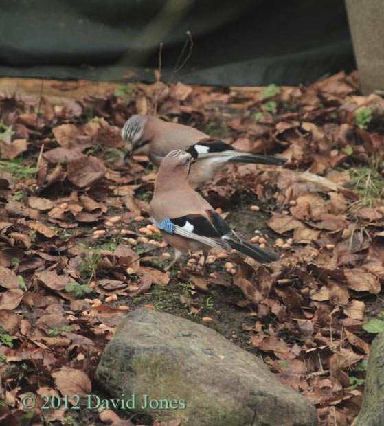 Jays feed on peanuts, 1 January