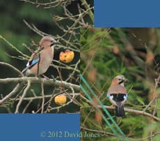 Jays feed on peanuts -2 , 1 January