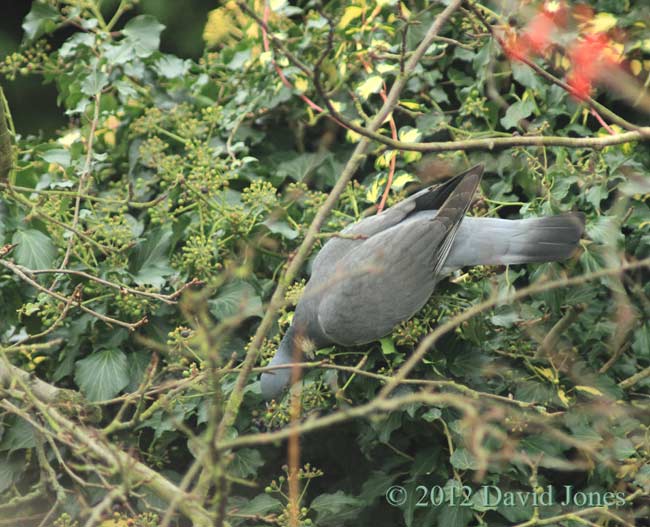 Wood Pigeon feeds on Ivy berries, 1 January