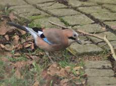 Jay forages in garden, 20 January