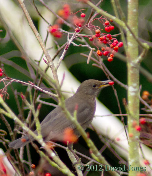 Blackbird female eating Rowan berry - 1
