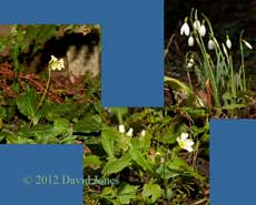 Early Spring flowers