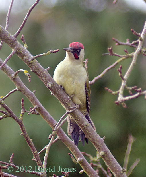 Green Woodpecker (male) in Apple tree - 3