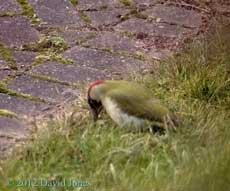 Green Woodpecker searching for ants