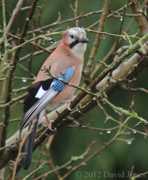 Jay in apple tree - 1