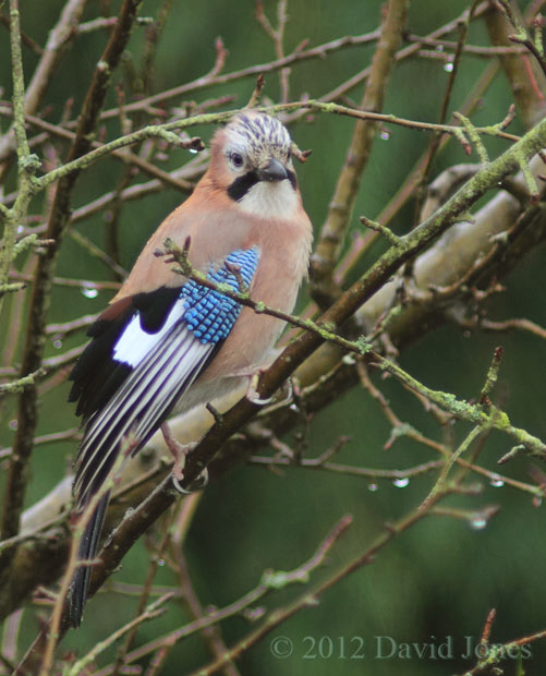 Jay in apple tree - 2