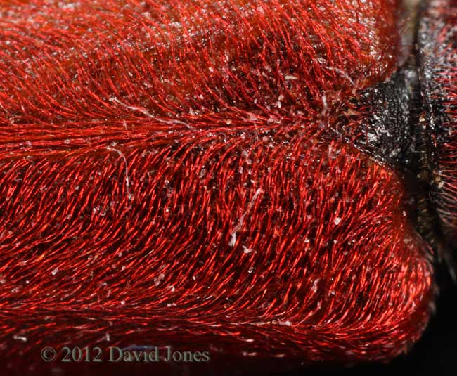 Pyrrhidium sanguineum (Longhorn Beetle) - close-up of hair on elytra