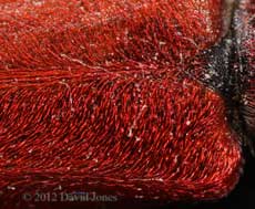 Pyrrhidium sanguineum (Longhorn Beetle) - close-up of hairs on elytra