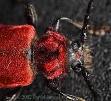 Pyrrhidium sanguineum (Longhorn Beetle) - head and thorax