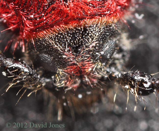 Pyrrhidium sanguineum (Longhorn Beetle) - head