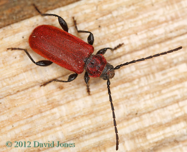 Pyrrhidium sanguineum on log - 1