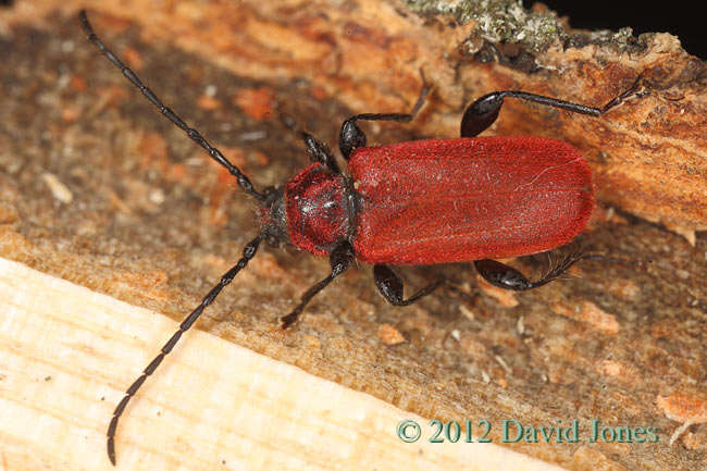 Pyrrhidium sanguineum on log - 3