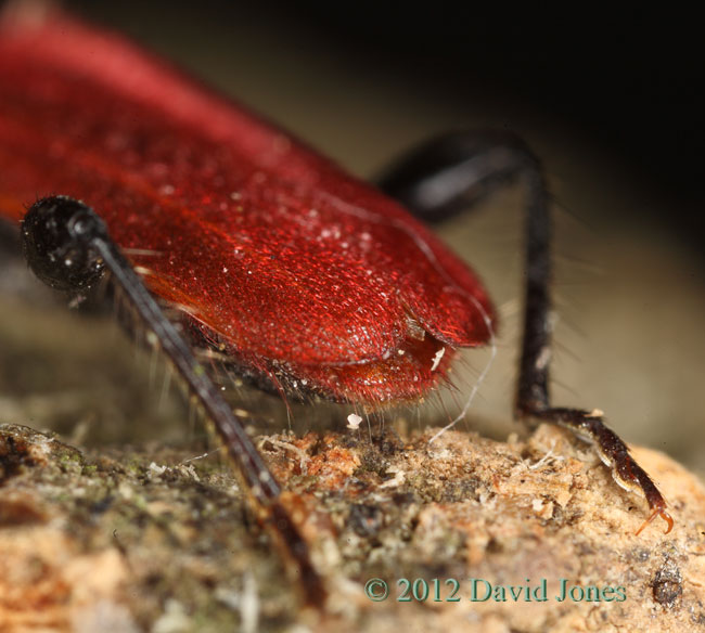 Pyrrhidium sanguineum (Longhorn Beetle) - showing red tip of abdomen