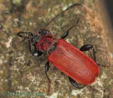 Pyrrhidium sanguineum (Longhorn Beetle) cleans an antenna