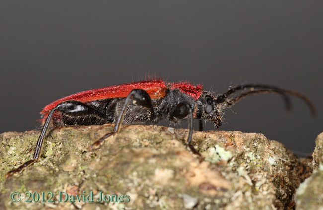 Pyrrhidium sanguineum (Longhorn Beetle) - side view