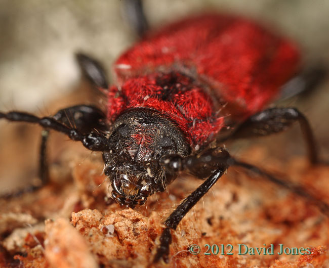 Pyrrhidium sanguineum (Longhorn Beetle) - front of head and thorax - 1