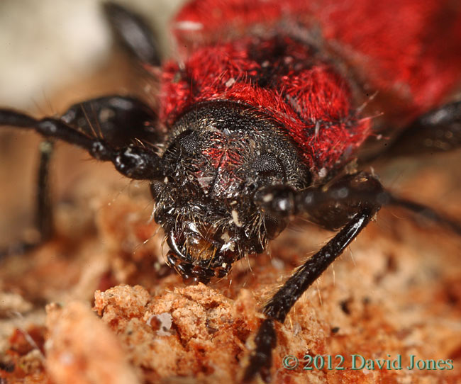 Pyrrhidium sanguineum (Longhorn Beetle) - front of head and thorax - 2