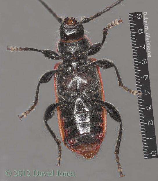 Pyrrhidium sanguineum (Longhorn beetle) - ventral view with scale