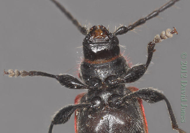 Pyrrhidium sanguineum (Longhorn beetle) - ventral view of head and thorax