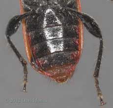 Pyrrhidium sanguineum (Longhorn beetle) - ventral view of abdomen
