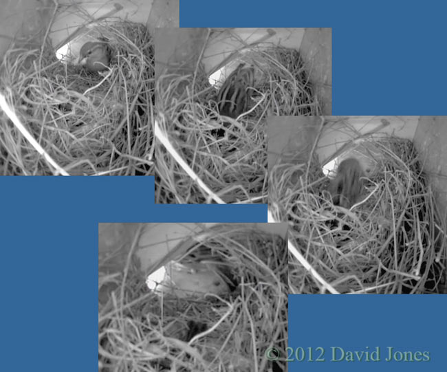 Change-over between incubating Sparrows, 2 April 2012