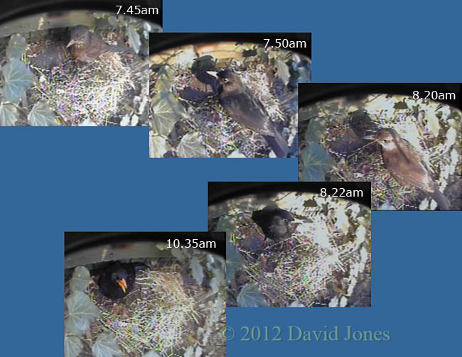 Blackbirds inspect possible site for nest, 3 April 2012