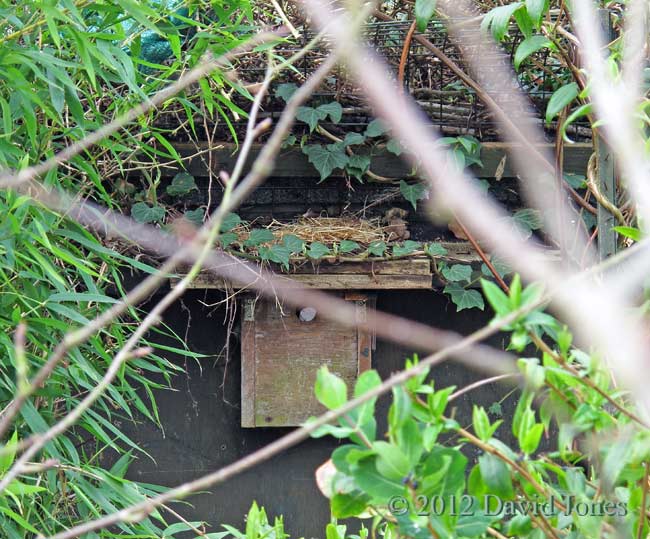 Potential Blackbird nest site, 4 April 2012