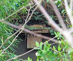 Potential Blackbird nest site, 4 April 2012
