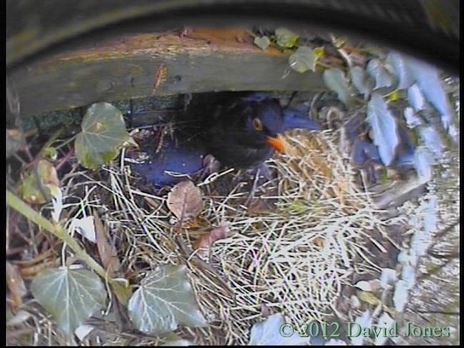 Male Blackbird inspects potential nest site, 4 April 2012